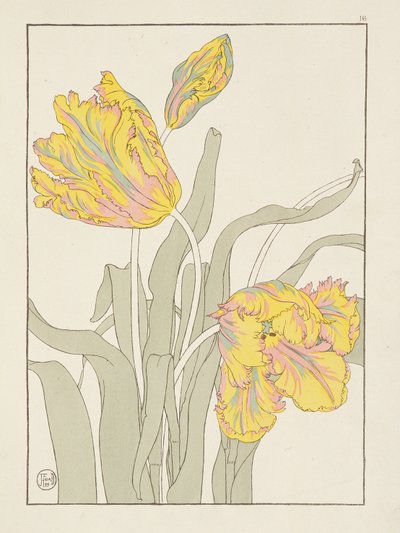 Tulip by J. Foord, plate 16 from Decorative Flower Studies, 1899 by J. Foord